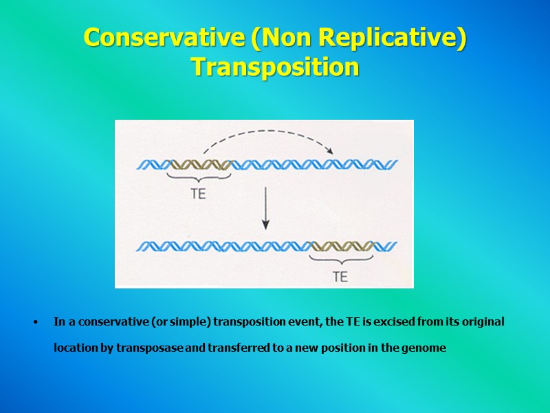 Conservative (Non Replicative) Transposition          